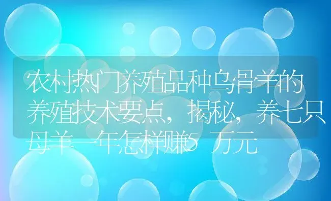 农村热门养殖品种乌骨羊的养殖技术要点,揭秘，养七只母羊一年怎样赚5万元 | 养殖学堂