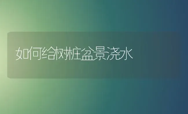 如何给树桩盆景浇水 | 养殖知识