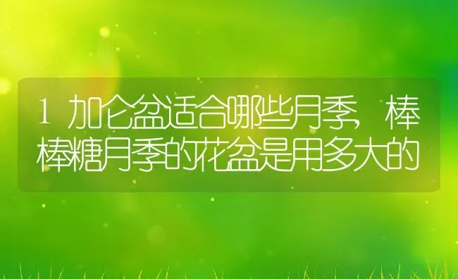 1加仑盆适合哪些月季,棒棒糖月季的花盆是用多大的 | 养殖学堂