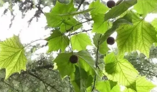 二球悬铃木果实能吃吗 | 常识大全