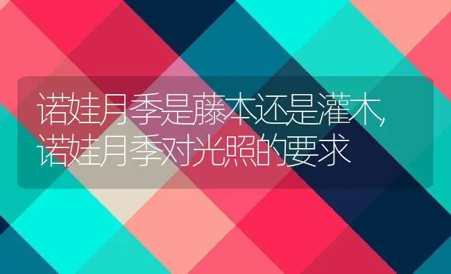 诺娃月季是藤本还是灌木,诺娃月季对光照的要求 | 养殖学堂