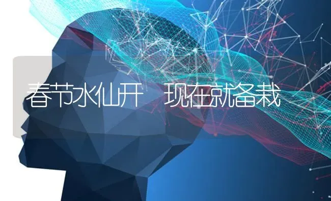 春节水仙开 现在就备栽 | 养殖技术大全