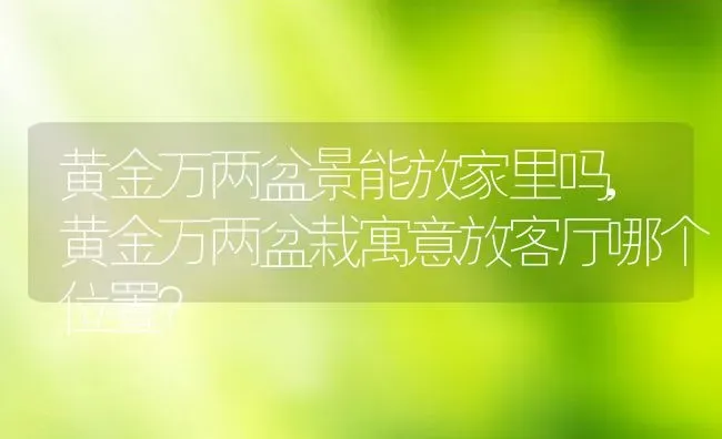 黄金万两盆景能放家里吗,黄金万两盆栽寓意放客厅哪个位置？ | 养殖科普