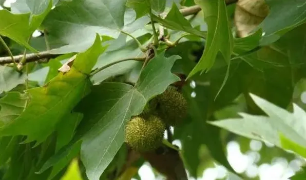 二球悬铃木果实能吃吗 | 常识大全