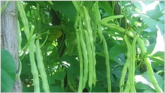 春天适合种什么蔬菜？什么蔬菜好种 | 生活妙招