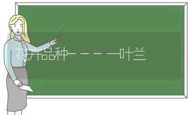 花卉品种---一叶兰 | 养殖技术大全