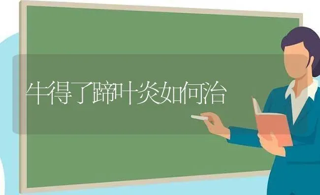 牛得了蹄叶炎如何治 | 养殖技术大全