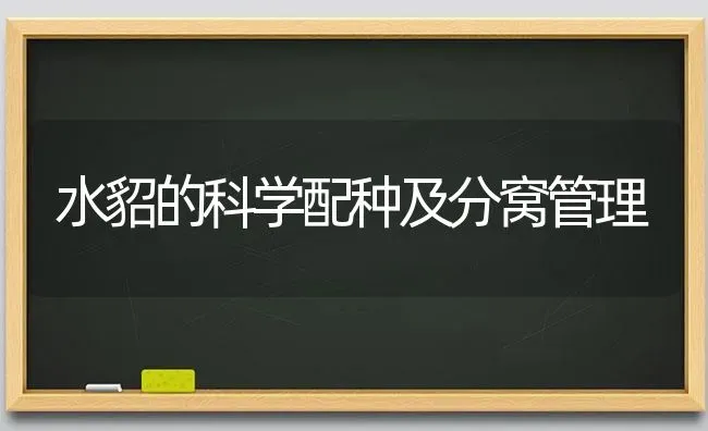 水貂的科学配种及分窝管理 | 养殖知识