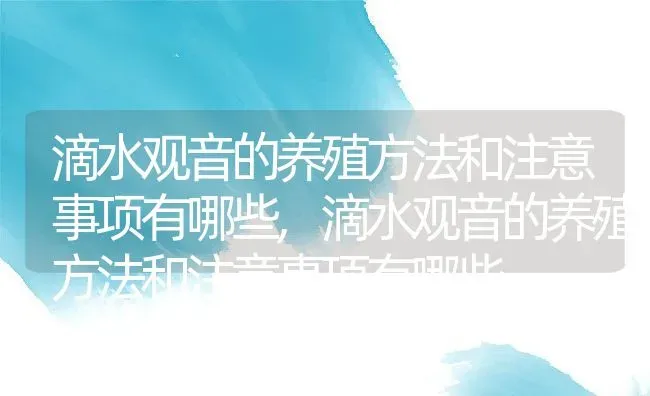 滴水观音的养殖方法和注意事项有哪些,滴水观音的养殖方法和注意事项有哪些 | 养殖科普
