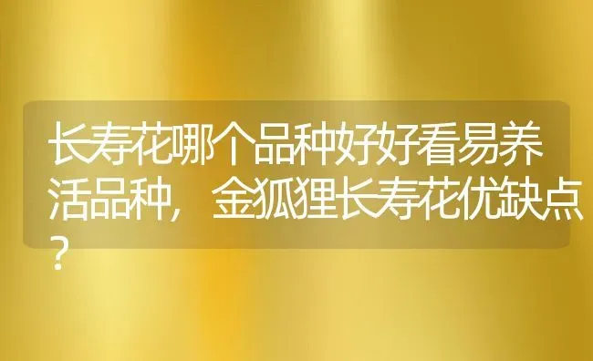 长寿花哪个品种好好看易养活品种,金狐狸长寿花优缺点？ | 养殖科普