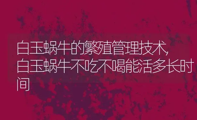 白玉蜗牛的繁殖管理技术,白玉蜗牛不吃不喝能活多长时间 | 养殖学堂