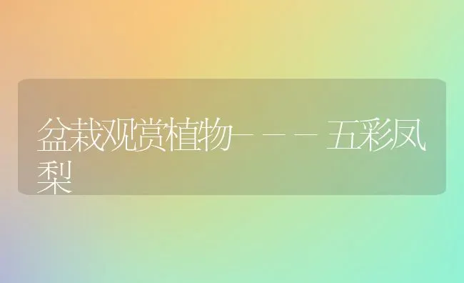 盆栽观赏植物---五彩凤梨 | 养殖技术大全
