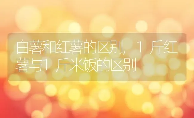 白薯和红薯的区别,1斤红薯与1斤米饭的区别 | 养殖学堂
