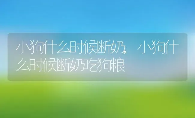 小狗什么时候断奶,小狗什么时候断奶吃狗粮 | 养殖科普