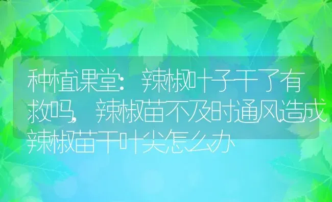 种植课堂:辣椒叶子干了有救吗,辣椒苗不及时通风造成辣椒苗干叶尖怎么办 | 养殖学堂