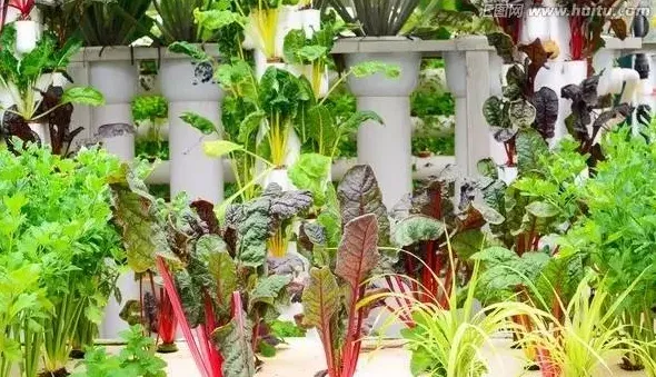 水培蔬菜怎么种植,鱼塘水培菜心种植方法？