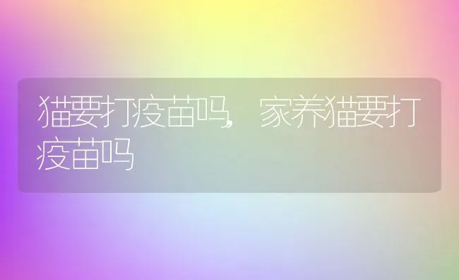 猫要打疫苗吗,家养猫要打疫苗吗 | 养殖资料