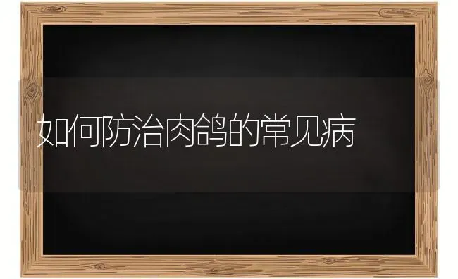 如何防治肉鸽的常见病 | 养殖知识