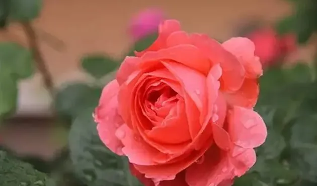 月季花的花语是什么,月季花的花语是什么，月季花寓意？