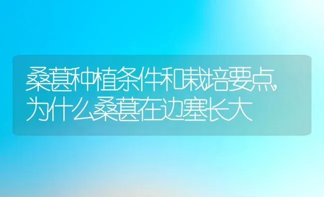 桑葚种植条件和栽培要点,为什么桑葚在边塞长大 | 养殖学堂