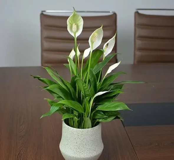 适合室内养的植物花卉有哪些,什么花最容易在室内生长？