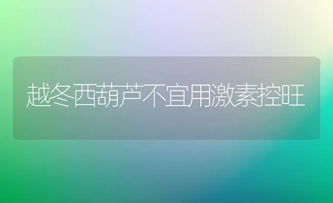 越冬西葫芦不宜用激素控旺 | 养殖知识