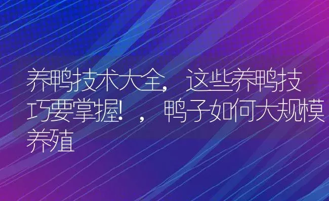 养鸭技术大全,这些养鸭技巧要掌握!,鸭子如何大规模养殖 | 养殖学堂