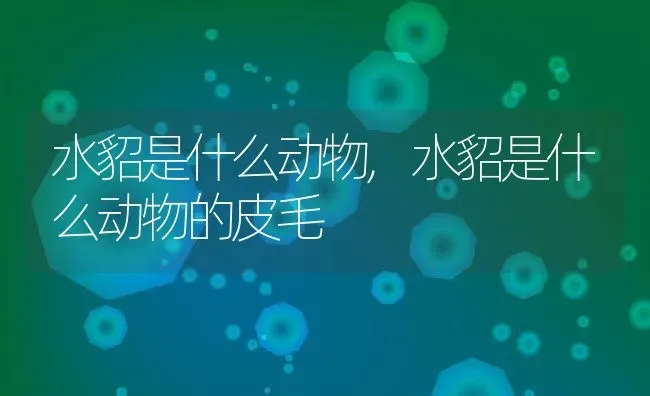 水貂是什么动物,水貂是什么动物的皮毛 | 养殖资料