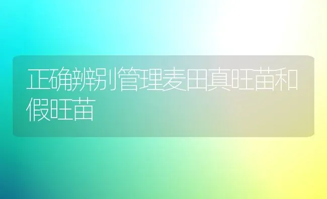 正确辨别管理麦田真旺苗和假旺苗 | 养殖技术大全