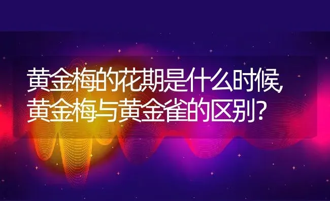 黄金梅的花期是什么时候,黄金梅与黄金雀的区别？ | 养殖科普