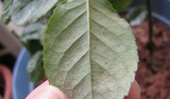 月季花的病虫害怎么防治,月季花上长虫子怎么办？