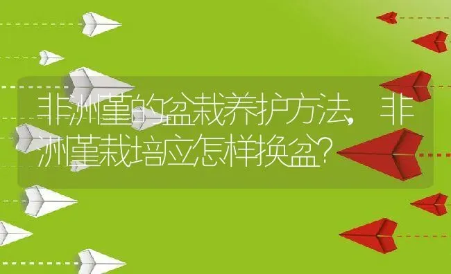 非洲堇的盆栽养护方法,非洲堇栽培应怎样换盆？ | 养殖科普