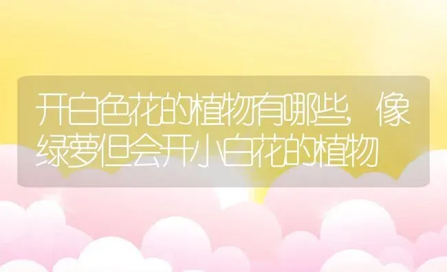 开白色花的植物有哪些,像绿萝但会开小白花的植物 | 养殖学堂