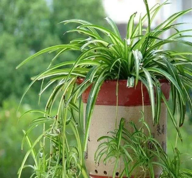 适合室内养的植物花卉有哪些,什么花最容易在室内生长？