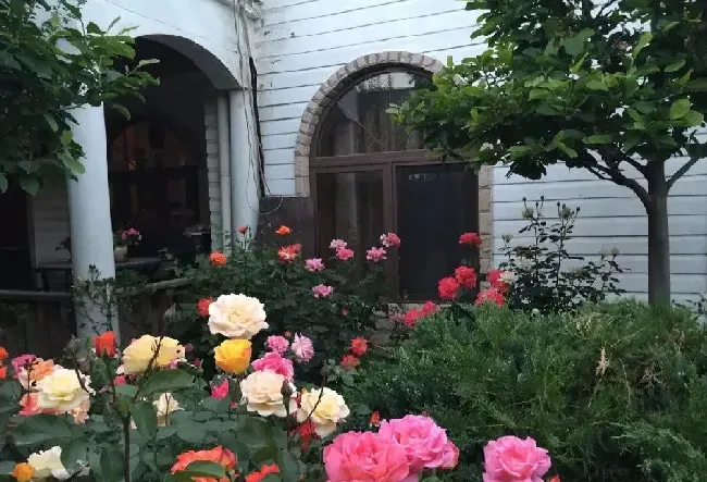 家门口种什么花最旺宅,院子里适合种什么花最旺家？