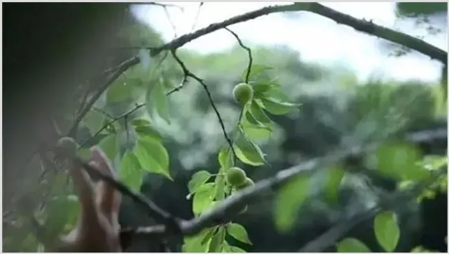 青梅的冬剪技术要点 | 农广天地