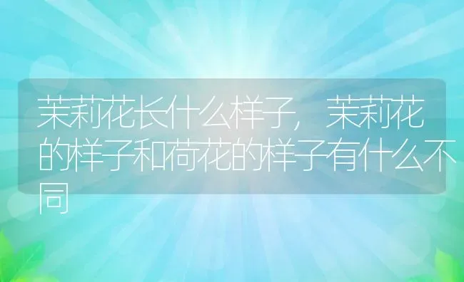 茉莉花长什么样子,茉莉花的样子和荷花的样子有什么不同 | 养殖学堂