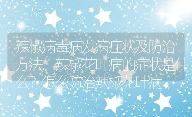 辣椒病毒病发病症状及防治方法,辣椒花叶病的症状是什么？怎么防治辣椒花叶病 | 养殖学堂
