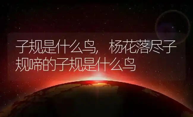 子规是什么鸟,杨花落尽子规啼的子规是什么鸟 | 养殖科普