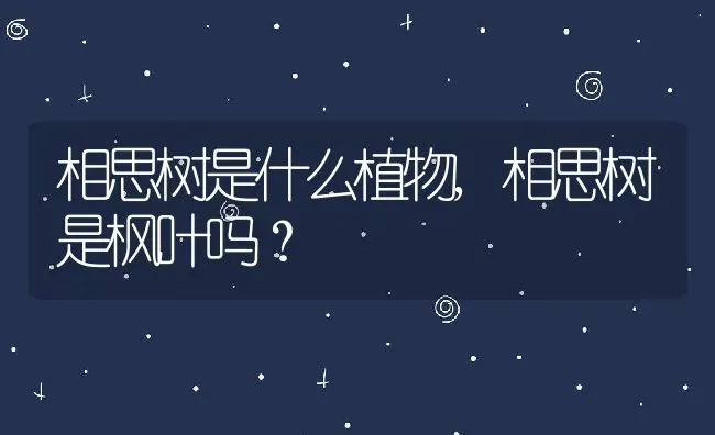 相思树是什么植物,相思树是枫叶吗？ | 养殖科普