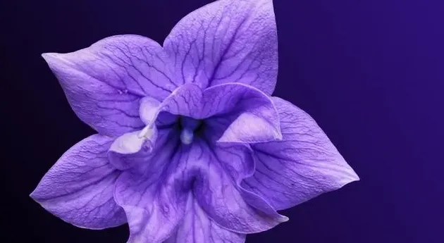 紫色的花有哪些及花名图片,十大最浪漫的花？