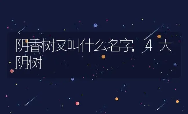 阴香树又叫什么名字,4大阴树 | 养殖学堂