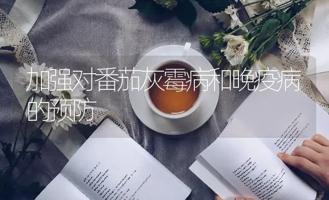 加强对番茄灰霉病和晚疫病的预防 | 养殖技术大全