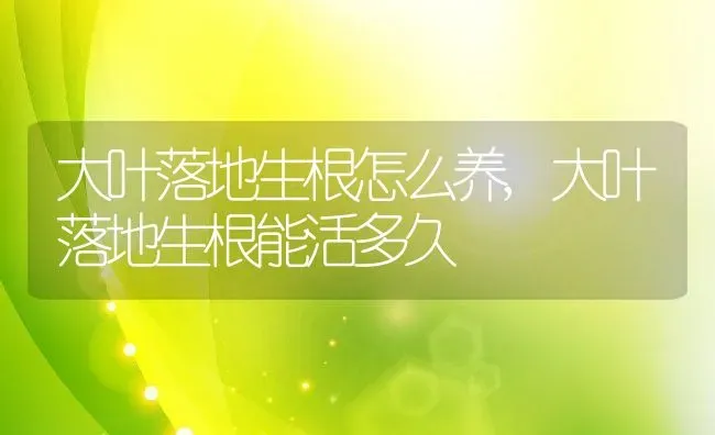 大叶落地生根怎么养,大叶落地生根能活多久 | 养殖学堂