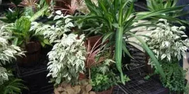 适合室内养的植物花卉有哪些,什么花最容易在室内生长？