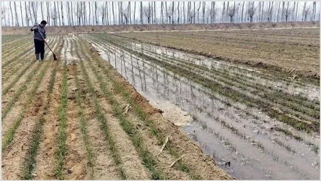 如何浇好小麦越冬水 | 三农知识