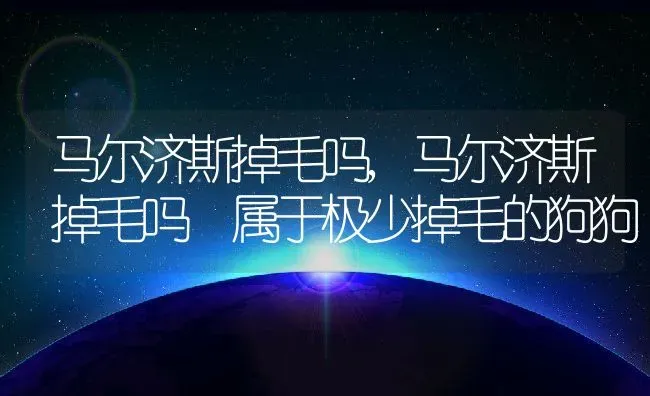 马尔济斯掉毛吗,马尔济斯掉毛吗 属于极少掉毛的狗狗 | 养殖资料