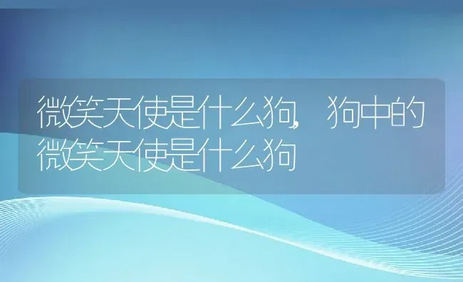 微笑天使是什么狗,狗中的微笑天使是什么狗 | 养殖资料