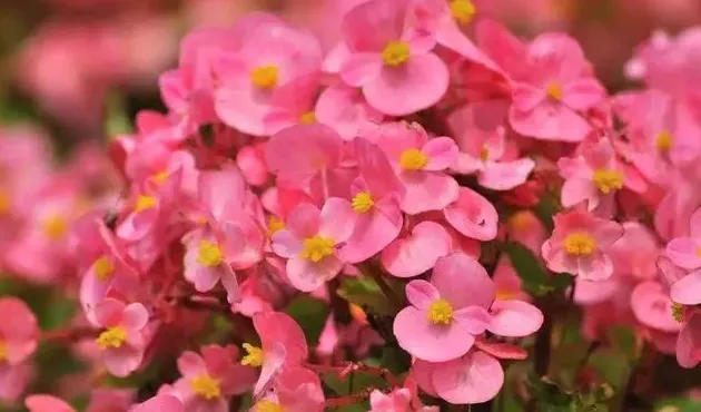 好种易活的花卉有哪些,请问家里养什么植物最好，并且好养活的？