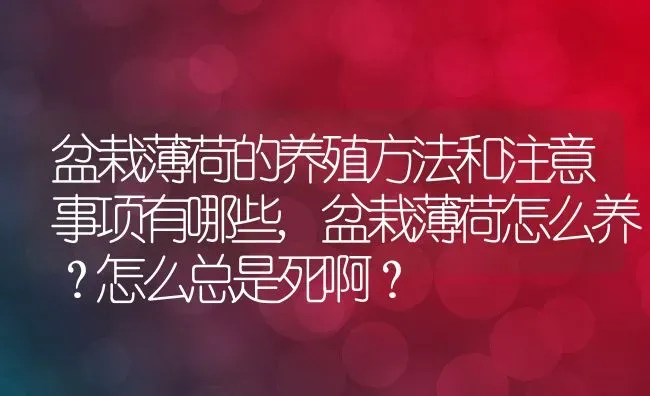 盆栽薄荷的养殖方法和注意事项有哪些,盆栽薄荷怎么养？怎么总是死啊？ | 养殖科普